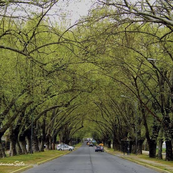 Limache — imagen 1