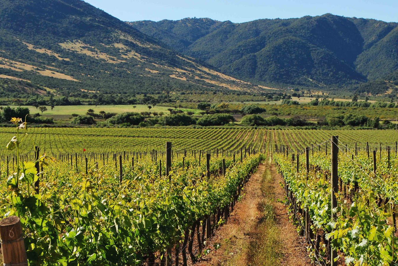 Colchagua — imagen 5
