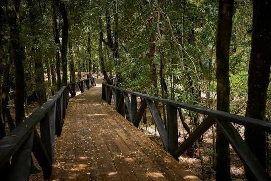 Villarrica, Pucón, Huilo Huilo y Puerto Fuy — imagen 4